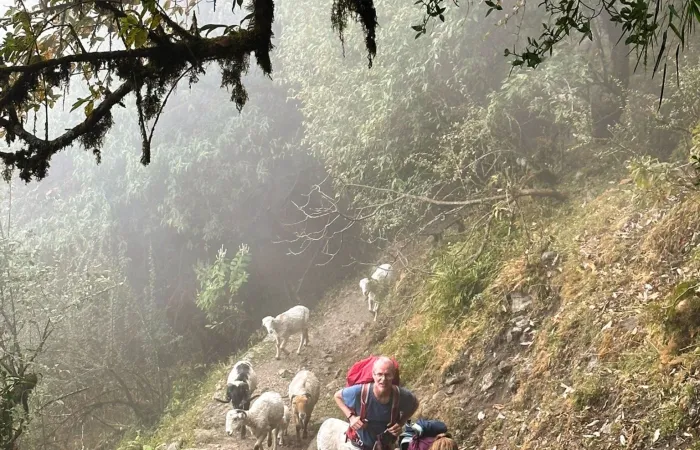 Iconic Himalaya – Mardi trekking goats