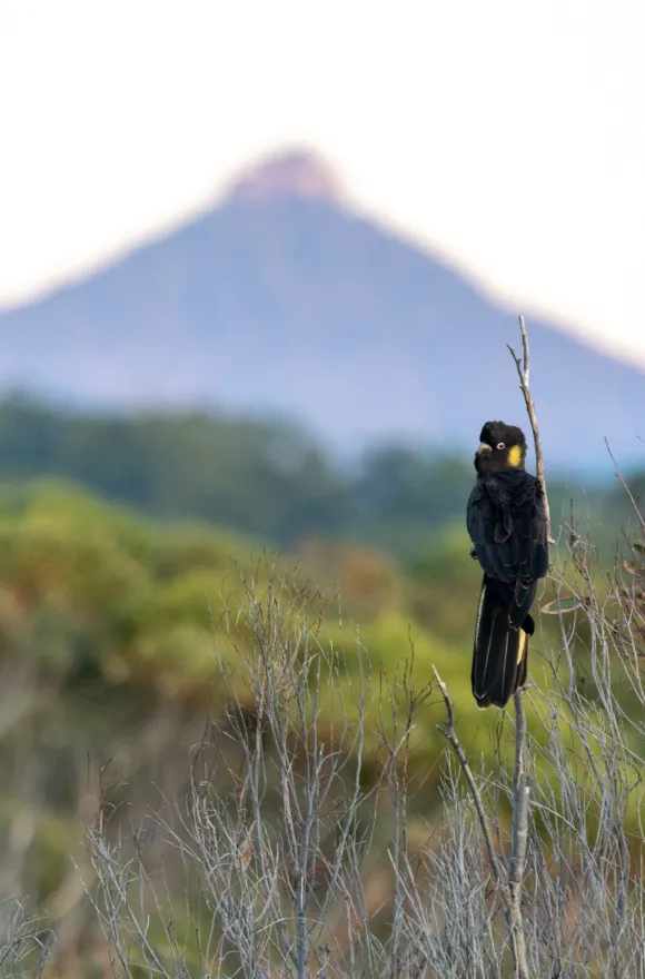 Iconic Walks – Black Cockatoo