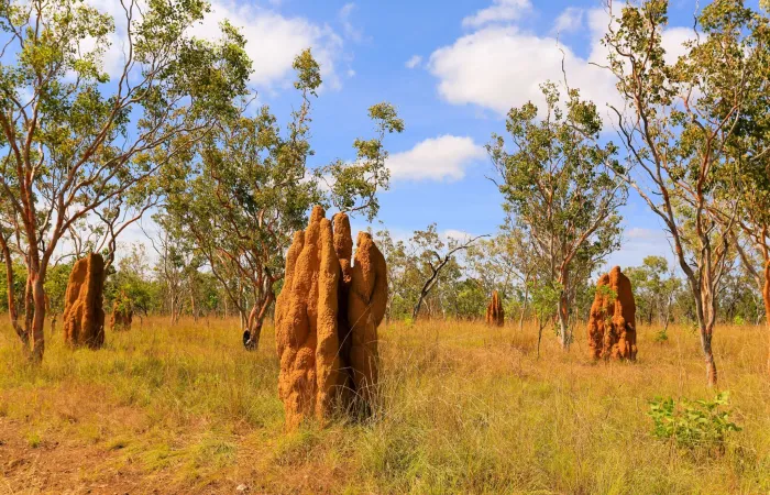 Jatbula Walk – Termite mounds in Nitmiluk National Park