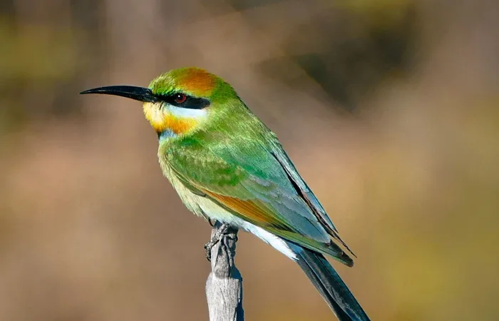 Jatbula Walk – Bee Eater