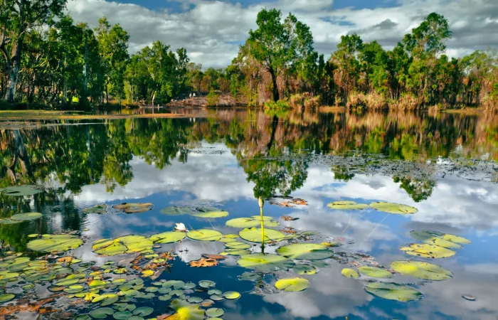 Lilypads at Sandy Camp - Jatbula Walk