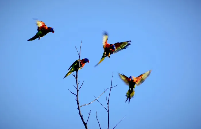 Jatbula Walk – Lorrikeets