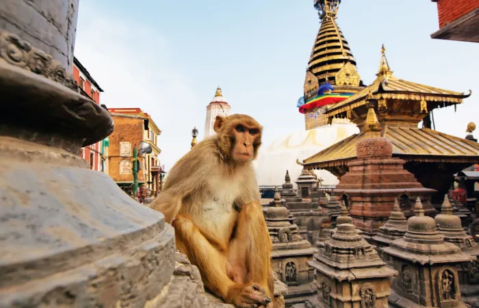 Langtang Valley – Monkey on swayambhunath stupa in Kathmandu Day 2